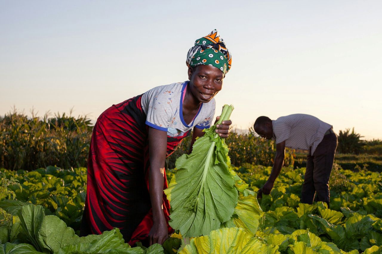 Students working in the field in Ghana