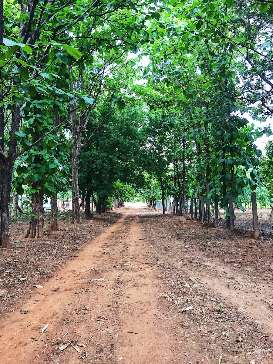 A tree-lined path in Ghana representing the Green Canopy programme