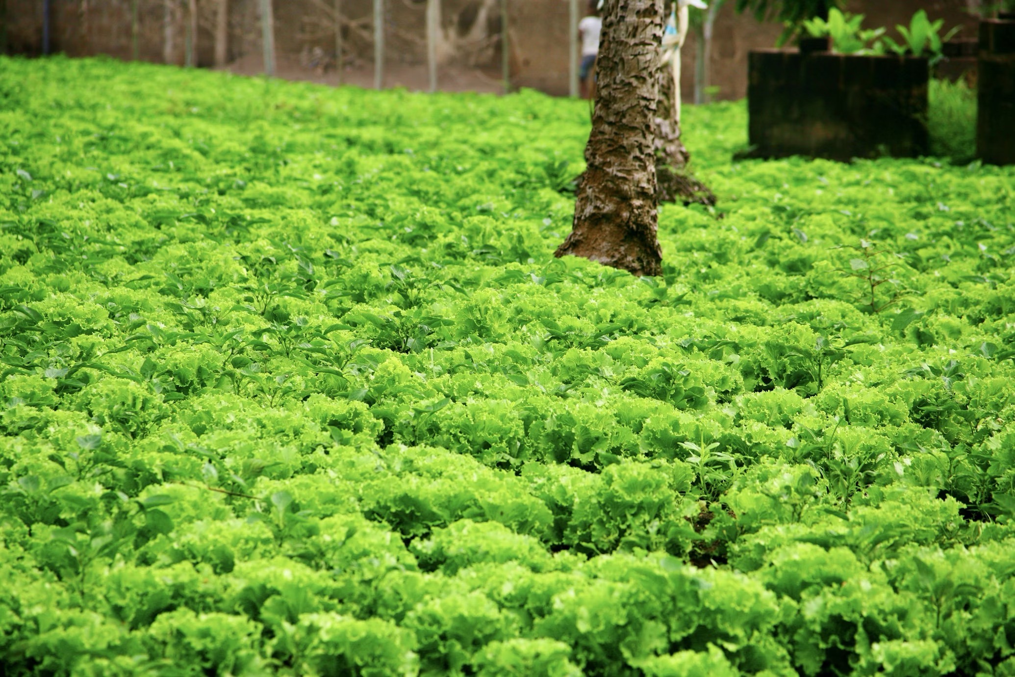 Restored land after treatment, green crops growing where waste once was