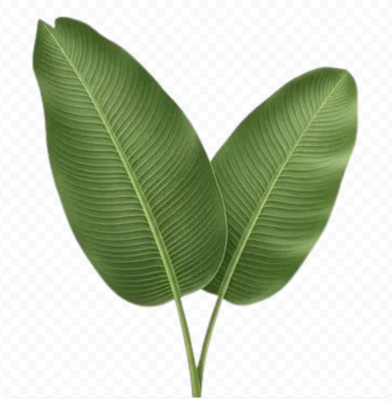 GreenPulse Ghana leaf mark