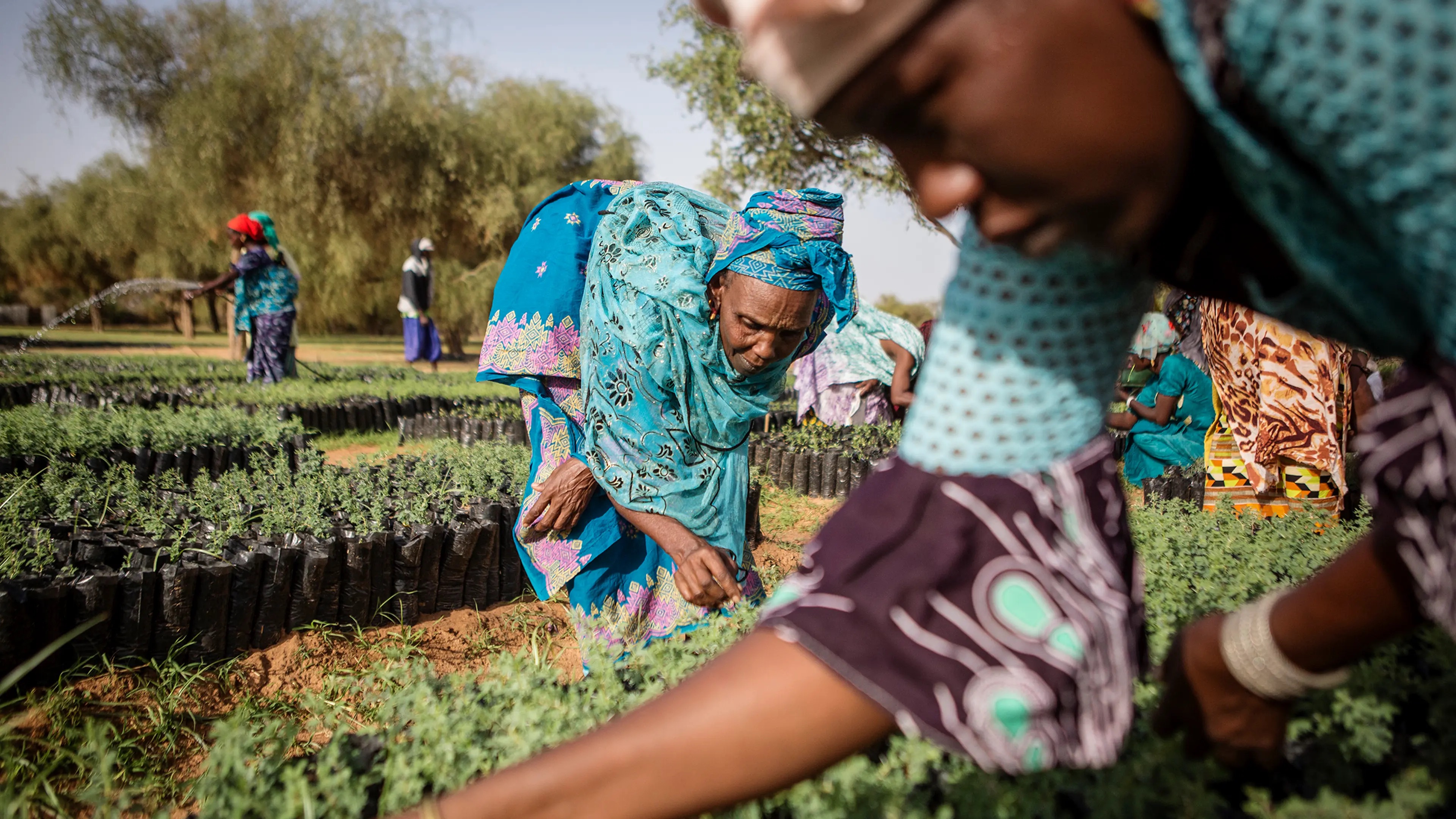 Community members tending to tree seedlings in a nursery